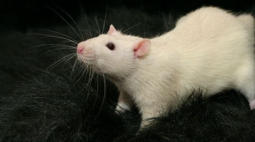 Soñar con ratas blancas