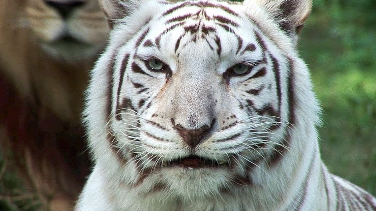 Soñar con tigres blancos