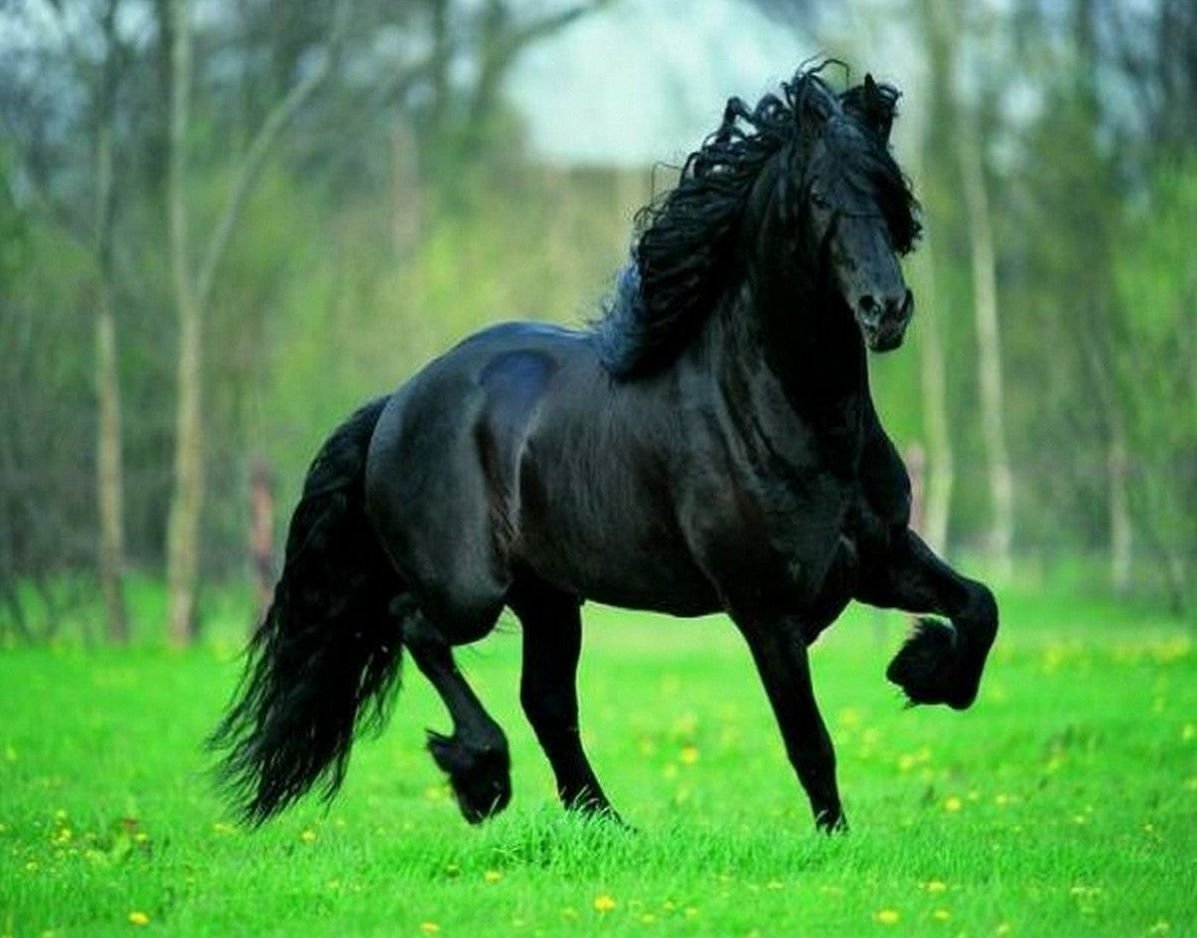 Soñar con caballos negros